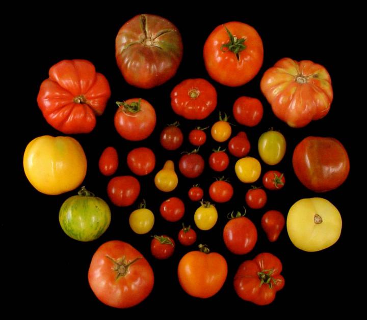 Make Tomatoes Flavorful Again