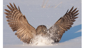 The shape of owl wings can inform airfoil designs