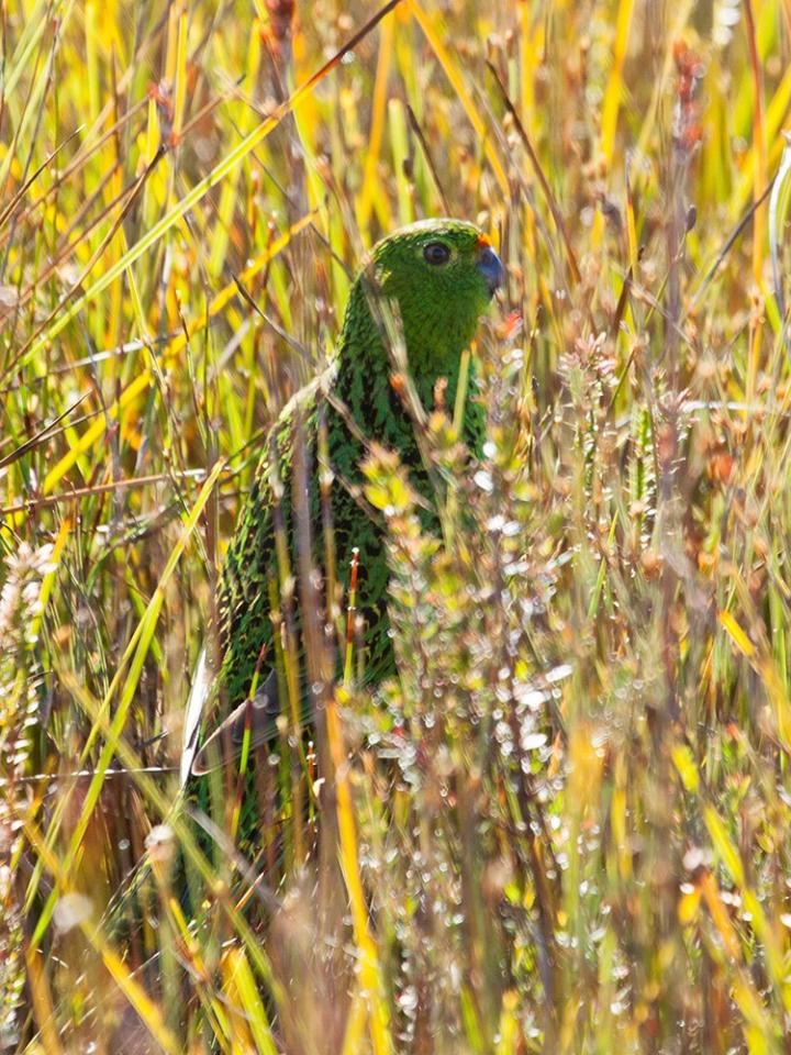 Improving Conservation Outcomes (2 of 2)