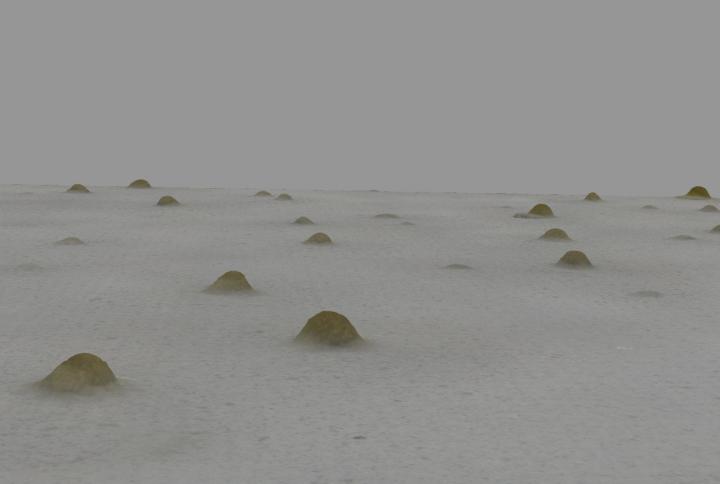 Social bacteria build survival shelters using the physics of fingerprints