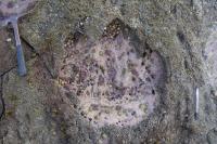 Footprint Made by a Sauropod Dinosaur