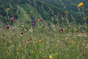 nutrient-poor grassland