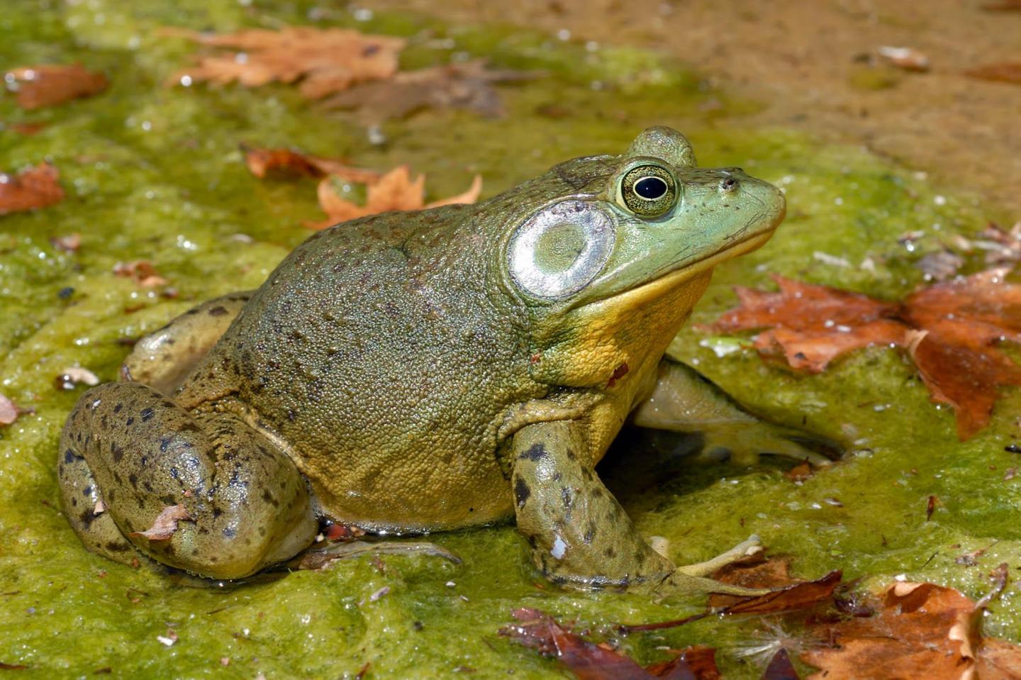 American Bullfrog