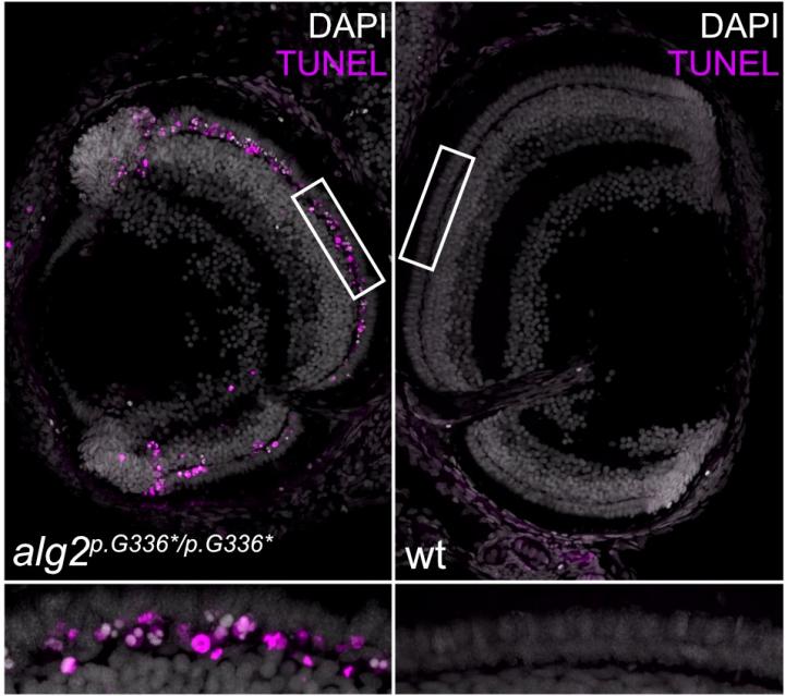 Rod cell death in Alg2 mutant fish embryos