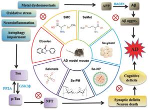 The biological effect and underlying mechanism of Se in the brain of AD model mice.