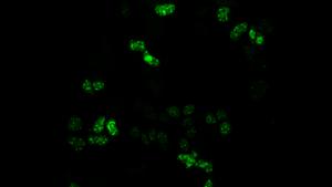 DDX23 enzyme