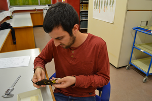 Dr Ferran Sayol and extinct mamo bird