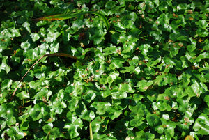 Floating pennywort