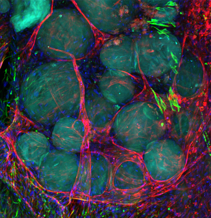 Gel drops for regenerative medicine