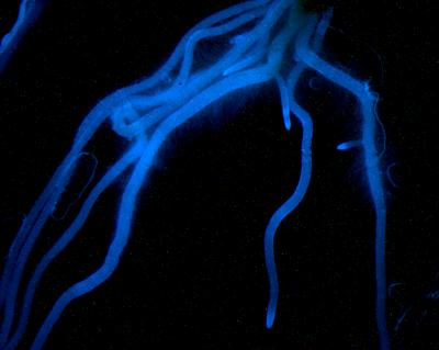 Oat Roots Producing Avenacin