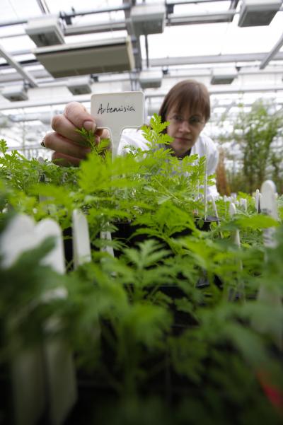 Researcher Inspects <i>Artemisia</i> Plants (1 of 2)