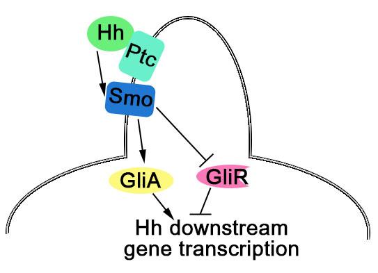 Key Regulator of Bone Development Identified