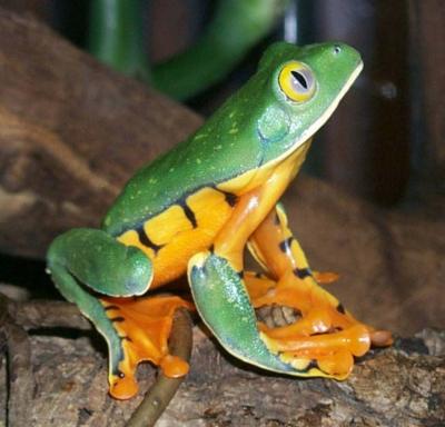 Splendid Leaf Frog [IMAGE] | EurekAlert! Science News Releases