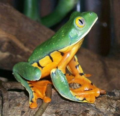 Splendid Leaf Frog