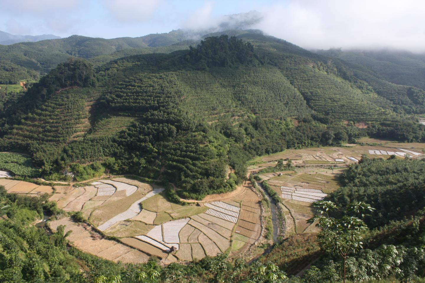 Rubber Displacing Forests and Traditional Shifting Agricultural Systems in Xishuangbanna, China