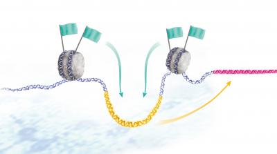 Activating a Gene's Remote Control