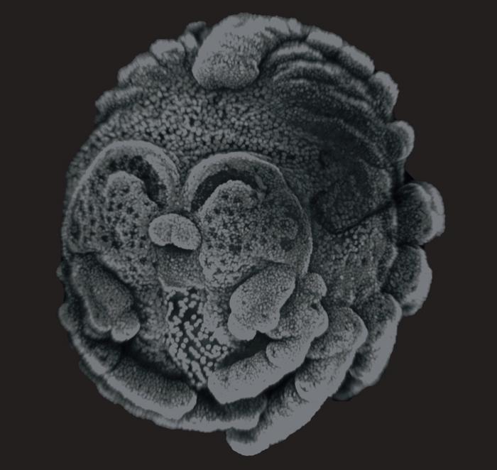 Tegenaria pagana embryo, stage 12