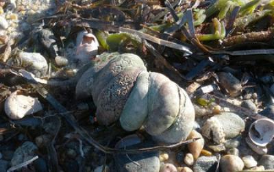 Atlantic Slipper Limpets