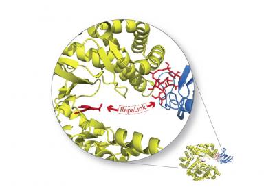 Rapalink, A New Generation mTOR Inhibitor