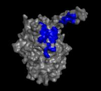 G Protein Alpha Subunit