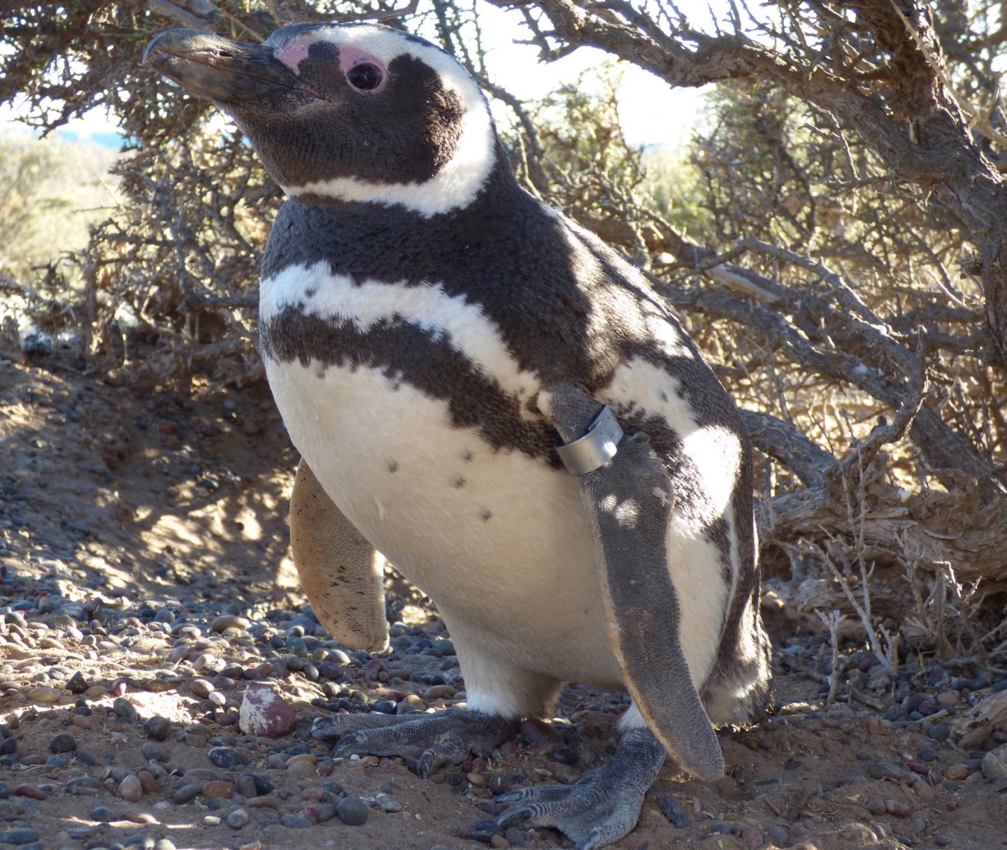 Penguins at Punta Tombo (3 of 3)