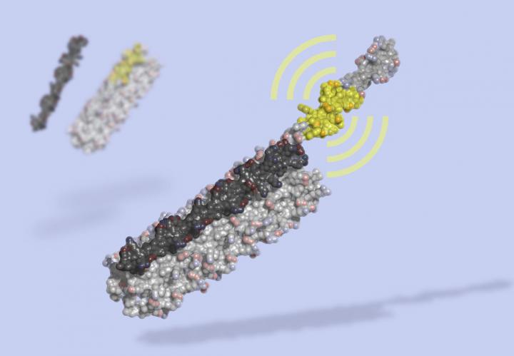LOCKR Human-Made Protein Switch