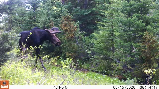 Moose