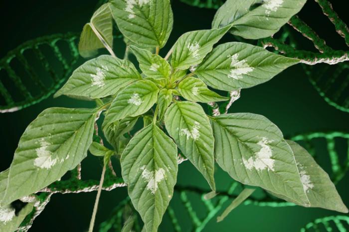 Palmer amaranth