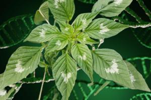 Palmer amaranth