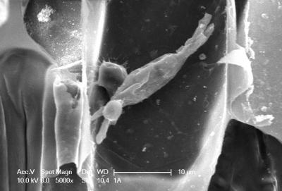 Powdery Mildew Penetrates the Barley Cell