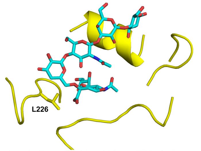 Scripps Research scientists identify mutation that could facilitate H5N1 “bird flu” virus infection and potential transmission in humans