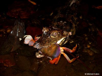 Dwarf Crocodile Consumes Crab