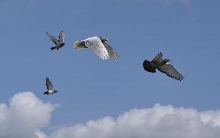 Pigeons in Flight (1 of 3)