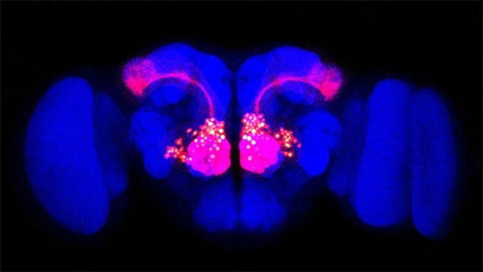 Drosophila Project