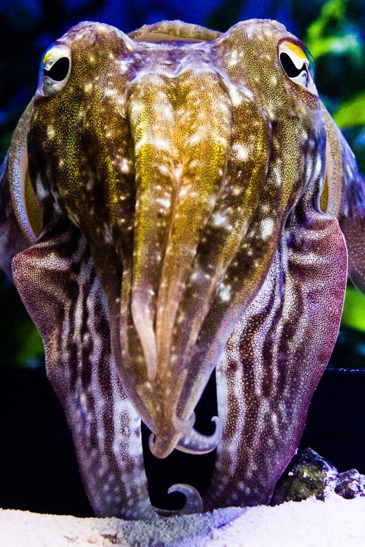 Cuttlefish