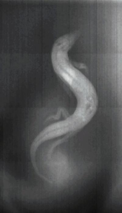 X-Ray Imaging of Sandfish
