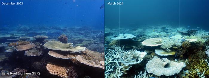 Before and after bleaching in the Great Barrier Reef