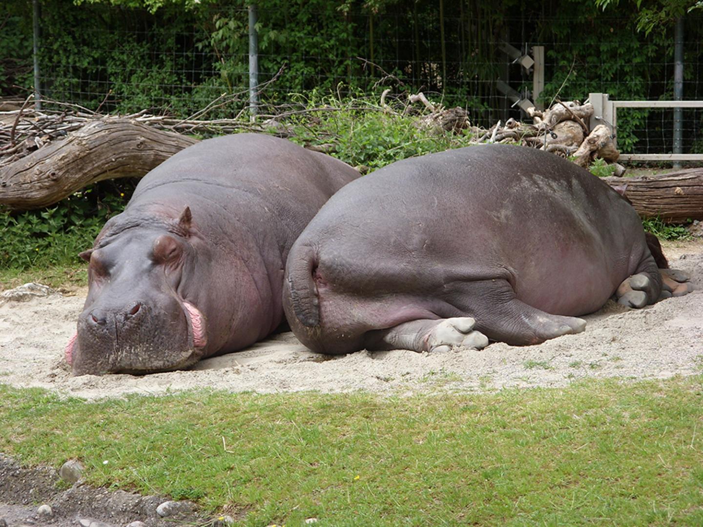 Hippo