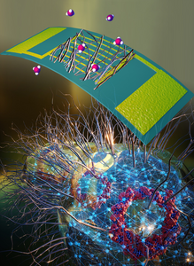 Specific molecules stick to the nanowires grown on genetically modified E. coli.