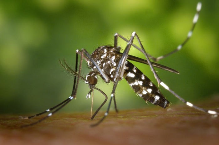 Chikungunya, Zika, and Dengue Virus Incidence in Mexico May Be Higher Than Previously Reported