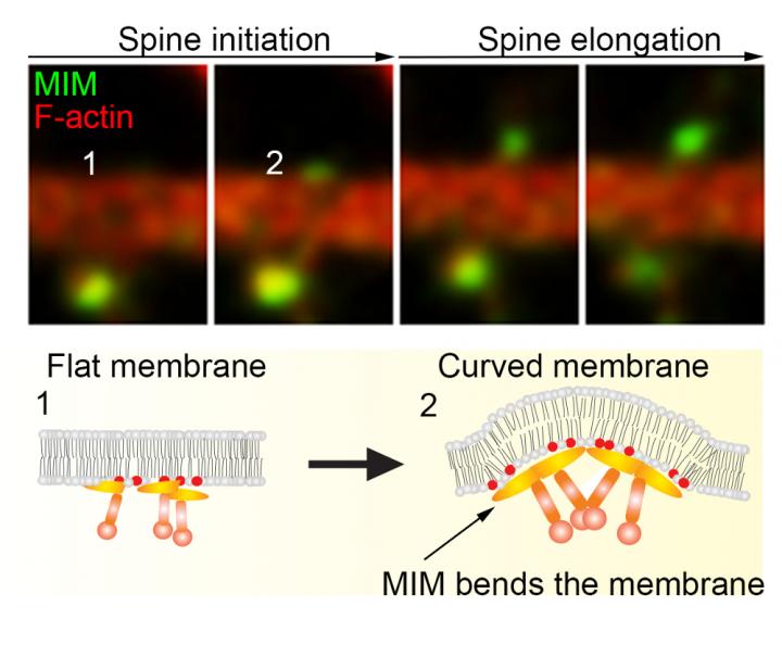 MIM Protein Bends the Plasma Membrane and Initiates Dendritic Spines