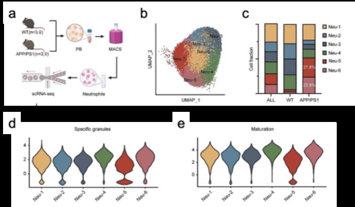 USTC Identifies Unique Neutrophil Type Associated with Alzheimer’s Disease