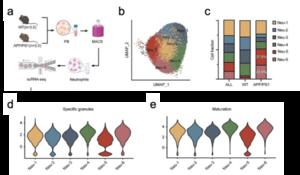 USTC Identifies Unique Neutrophil Type Associated with Alzheimer’s Disease