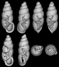 CT Scan of One of the New Thorn Snail Species