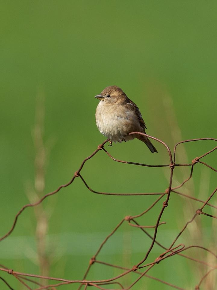 House Sparrows Punch above Their Weight when It Comes to Field Studies