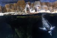 Penguins diving