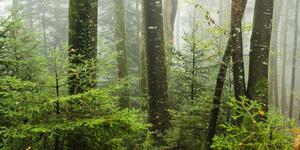 Tariche Bois Banal Natural Forest Reserve, Switzerland