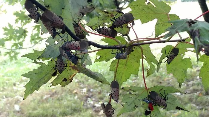 Adults on silver maple