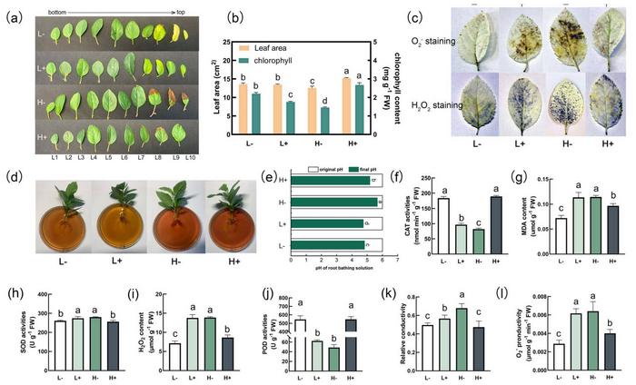 Effects of N and Ca supply on phenotype and antioxidant metabolism in apple leaves. L−: low N without Ca (0.5 mM NO3− + 0 mM Ca), L+: low N with Ca (0.5 mM NO3− + 5 mM Ca), H−: high N without Ca (10 mM NO3− + 0 mM Ca), and H+: high N