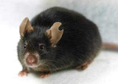 Female Mouse Cloned from a Peripheral Leukocyte